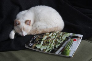 farm cat dreaming
