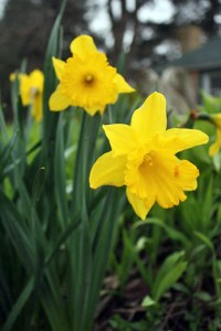 daffodils