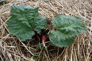rhubarb