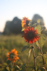 evening sunflowers