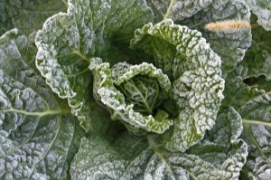 frosty cabbage