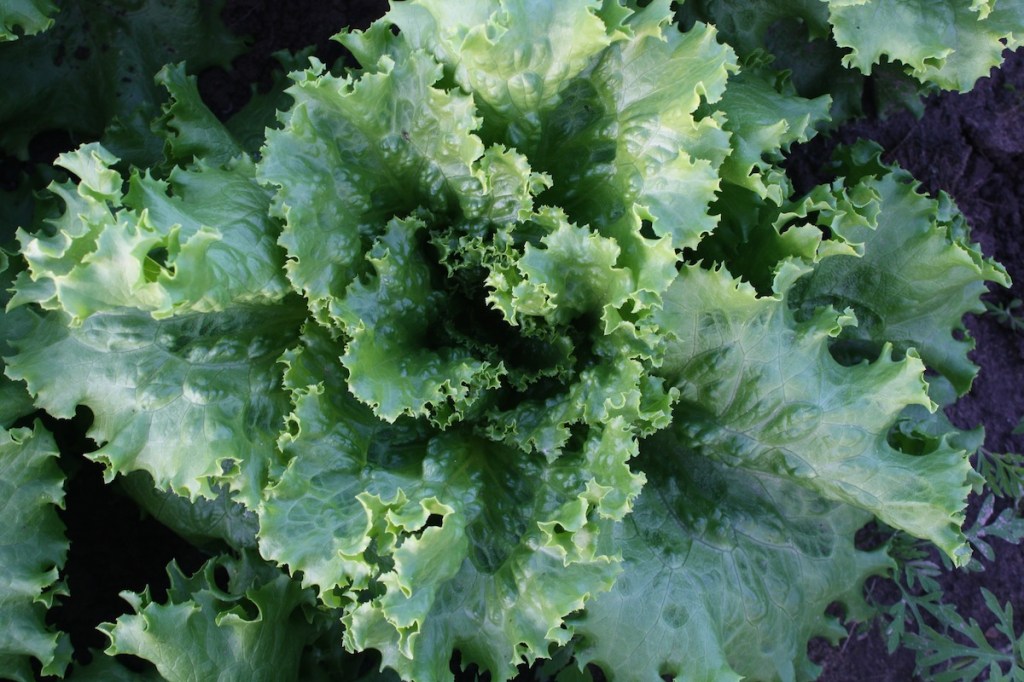 Lettuce Head