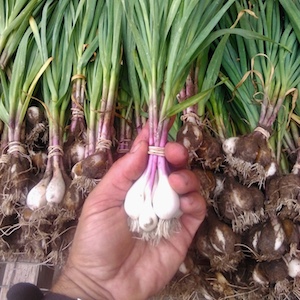 How To Do Things: Growing Green Garlic – Blackbird Farms